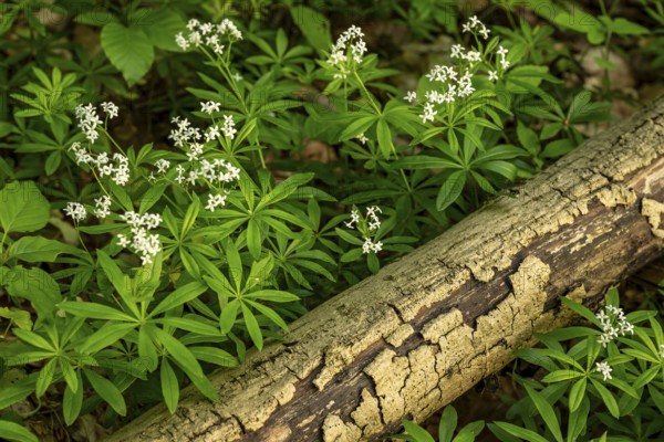 Woodruff in bloom (Galium odoratum) growing on the ground of a forest next to an old branch, Germany