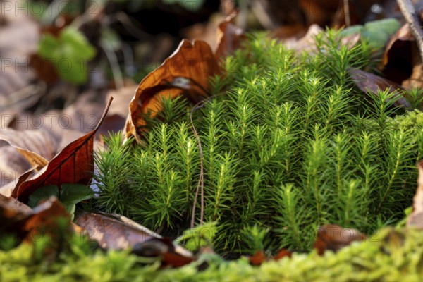 Common haircap moss (Polytrichum commune) grows between old leaves on the ground of a forest, Germany