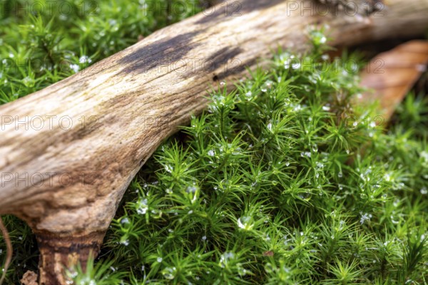 Common haircap moss (Polytrichum commune) wetted with water droplets from melted snow growing under an old branch in the forest, Germany
