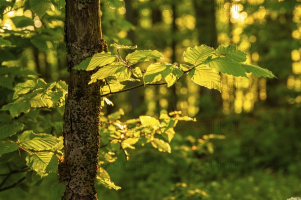 Close-up of the branches and leaves of a beech (Fagus) in atmospheric backlight, in the background a spring-like forest, Germany