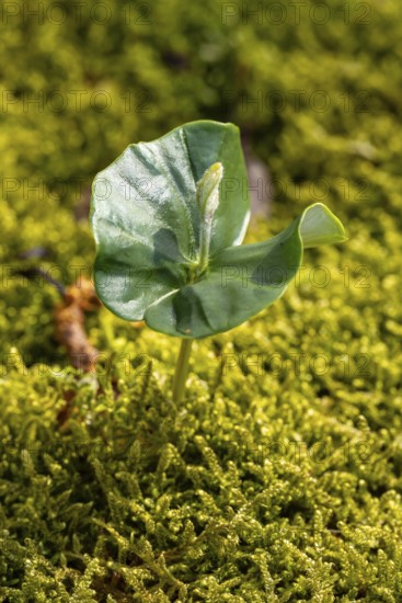 Close-up of the seedling of a copper beech (Fagus sylvatica) growing on the moss-covered ground of a forest, Germany