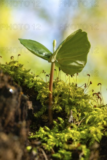 Close-up of the seedling of a copper beech (Fagus sylvatica) growing on a moss-covered tree stump in a forest, Germany