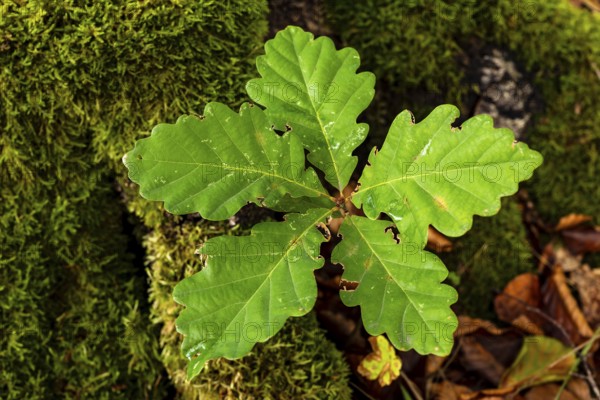 A young shoot of a pedunculate oak (Quercus robur) with five leaves growing on a moss-covered tree stump in a forest, Germany