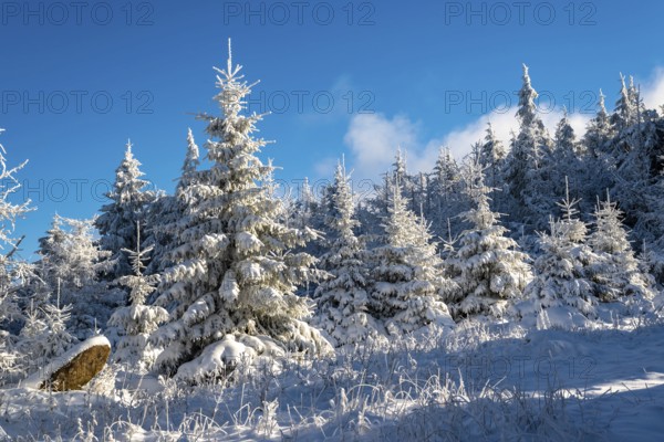 Young spruces (Picea abies) in front of a densely snow-covered coniferous forest under a clear blue sky on a sunny day in winter, Brocken, Harz National Park, Saxony-Anhalt, Germany
