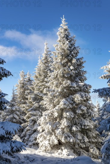 Spruces (Picea abies) in a densely snow-covered coniferous forest under a blue sky on a sunny day in winter, Brocken, Harz National Park, Saxony-Anhalt, Germany