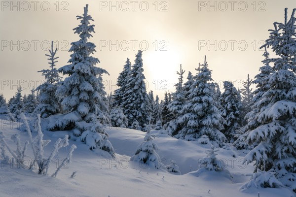 Picturesque winter landscape with snow-covered spruces (Picea abies) in a coniferous forest, bathed in a magical, atmospheric light by the sun under a hazy sky, Brocken, Harz National Park, Saxony-Anhalt, Germany