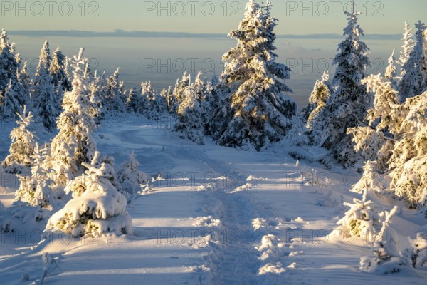 Idyllic, winding path through a wintery snow-covered coniferous forest in the light of dusk, Heinrich-Heine-Weg hiking trail, Brocken, Harz National Park, Saxony-Anhalt, Germany