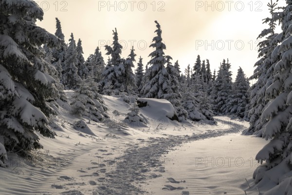 A picturesque trail snakes through a wintery snow-covered coniferous forest under a hazy sky in the magical, atmospheric light of the sun, Heinrich-Heine-Weg hiking trail, Brocken, Harz National Park, Saxony-Anhalt, Germany