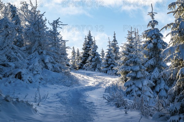 Idyllic, winding trail through a snowy coniferous forest under a blue sky in atmospheric light, Heinrich-Heine-Weg hiking trail, Brocken, Harz National Park, Saxony-Anhalt, Germany