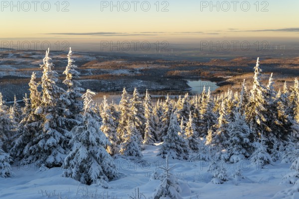Wide view over the snow-covered spruces (Picea abies) of a coniferous forest to the hilly winter landscape around the Eckertalsperre in the light of dusk, Heinrich-Heine-Weg, Brocken, Harz National Park, Saxony-Anhalt, Germany