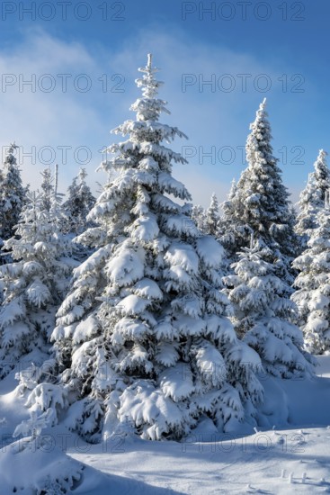 Picturesque spruces (Picea abies) in a densely snow-covered coniferous forest under a blue sky on a sunny day in winter, Brocken, Harz National Park, Saxony-Anhalt, Germany