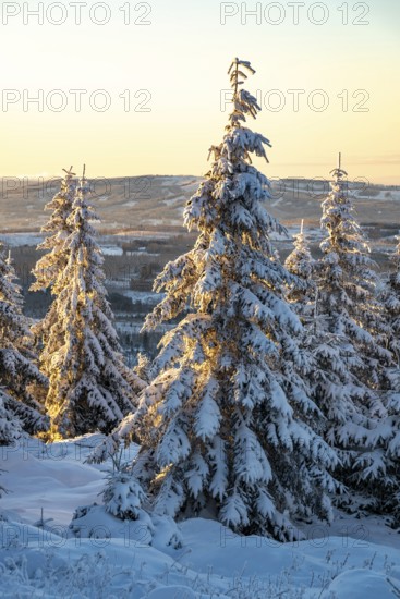 Picturesque spruces (Picea abies) in a densely snow-covered coniferous forest in the light of dusk on a sunny day in winter, Brocken, Harz National Park, Saxony-Anhalt, Germany