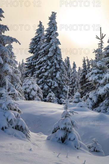 Spruce trees (Picea abies) covered in deep snow in a winter coniferous forest, bathed in a mystical, atmospheric light by the sun under a hazy sky, Brocken, Harz National Park, Saxony-Anhalt, Germany