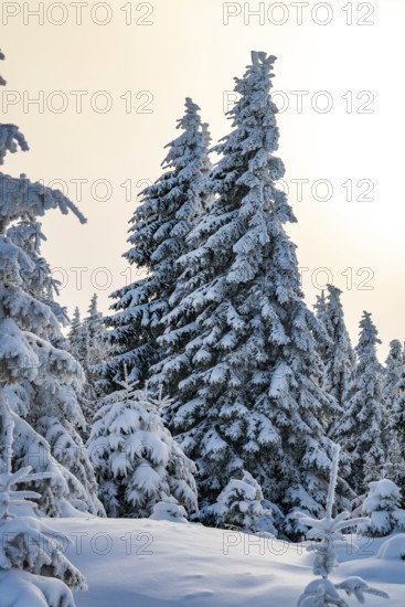 Snow-covered spruce trees (Picea abies) in a winter coniferous forest, bathed in a magical, atmospheric light by the sun under a hazy sky, Brocken, Harz National Park, Saxony-Anhalt, Germany