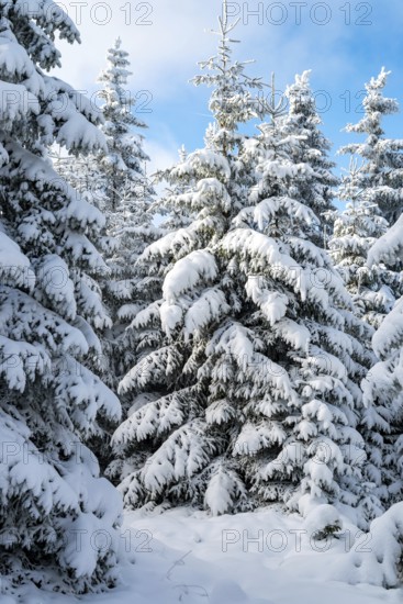 Group of winter spruces (Picea abies) in a densely snow-covered coniferous forest under a blue sky, Brocken, Harz National Park, Saxony-Anhalt, Germany