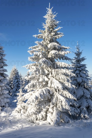 Spruce (Picea abies) in beautiful sunlight in a densely snow-covered coniferous forest under a clear blue sky on a sunny day in winter, Brocken, Harz National Park, Saxony-Anhalt, Germany
