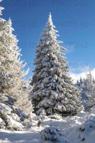 Impressive spruce (Picea abies) in a densely snow-covered coniferous forest under a clear blue sky on a sunny day in winter, Brocken, Harz National Park, Saxony-Anhalt, Germany