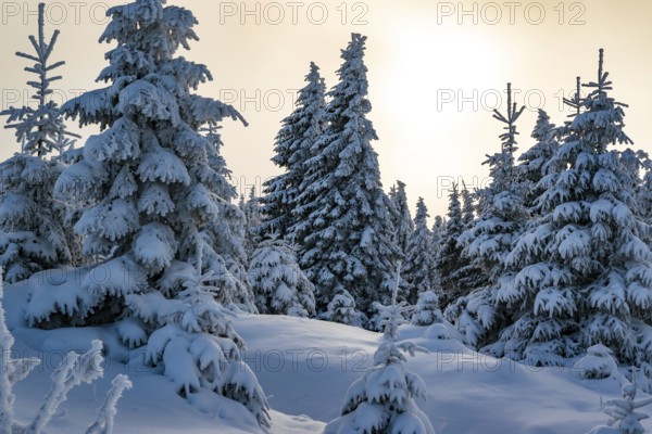 Picturesque winter landscape with snow-covered spruces (Picea abies) in a coniferous forest, bathed in a mystical, atmospheric light by the sun under a hazy sky, Brocken, Harz National Park, Saxony-Anhalt, Germany