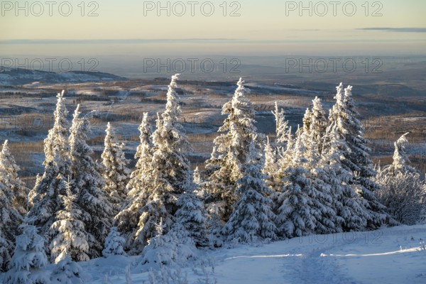 Wide view over the snow-covered spruces (Picea abies) of a coniferous forest to a hilly winter landscape in the light of dusk, Heinrich-Heine-Weg, Brocken, Harz National Park, Saxony-Anhalt, Germany