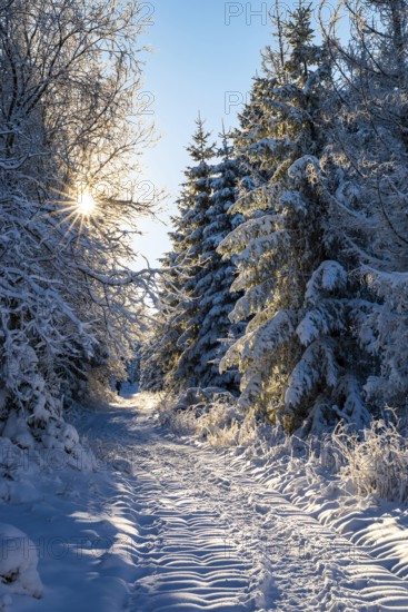 A sun star shines through the branches of deciduous and coniferous trees along a hiking trail on a sunny day in winter, Heinrich-Heine-Weg, Brocken, Harz National Park, Saxony-Anhalt, Germany