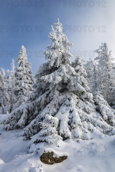 Spruce (Picea abies) covered in deep snow in front of a coniferous forest on a sunny day in winter, Brocken, Harz National Park, Saxony-Anhalt, Germany