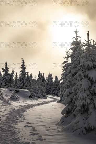 A picturesque trail snakes through a wintery snow-covered coniferous forest under a hazy sky in the magical, atmospheric light of the sun, Heinrich-Heine-Weg hiking trail, Brocken, Harz National Park, Saxony-Anhalt, Germany