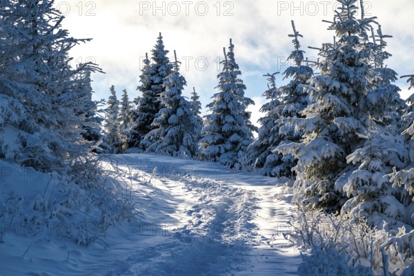 Scenic trail through a snowy coniferous forest in atmospheric light, Heinrich-Heine-Weg hiking trail, Brocken, Harz National Park, Saxony-Anhalt, Germany