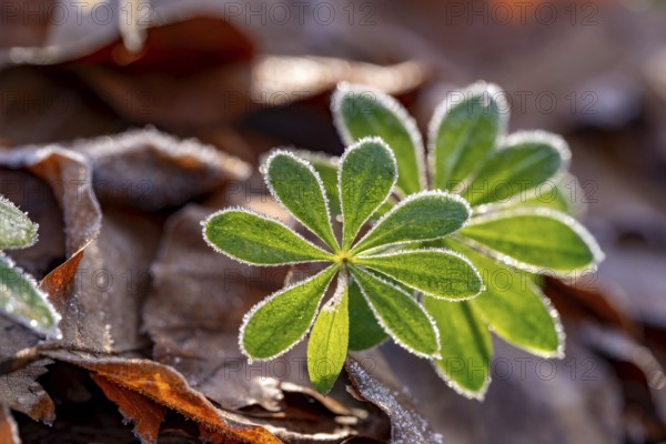 Close-up of the star-shaped leaves of woodruff (Galium odoratum) covered with frost on old autumn leaves on the ground of a forest, Germany