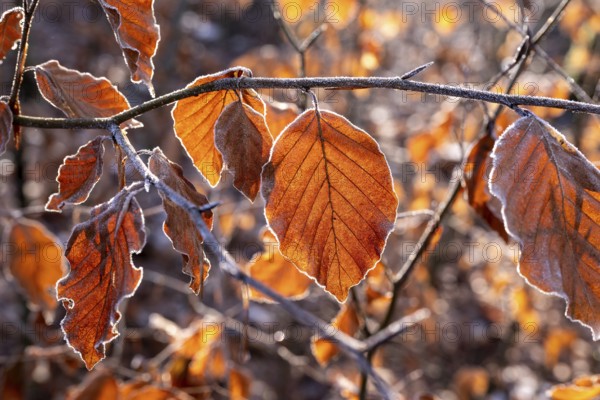 Close-up of branches of a beech (Fagus) with autumnal red-brown coloured leaves covered with frost in atmospheric backlight, Germany