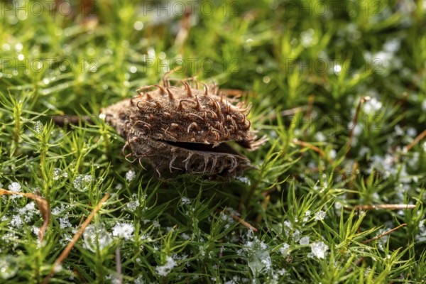 Macro photograph of the empty fruit cup or seed capsule of beechnuts of a copper beech (Fagus sylvatica) on green lady's moss (Polytrichum commune) in the forest, with remains of thawing snow, Germany
