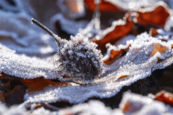 Macro photograph of the empty fruit cup or seed capsule of beechnuts of a copper beech (Fagus sylvatica) on old autumn leaves in the forest, covered with winter frost, Germany