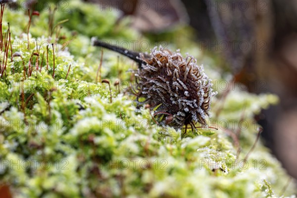 Macro photograph of the empty fruit cup or seed capsule of beechnuts of a copper beech (Fagus sylvatica) on green moss in the forest, covered with winter frost, Germany