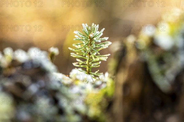 Close-up of a small pine sprout covered with frost at the bottom of a forest, blurred background, Germany