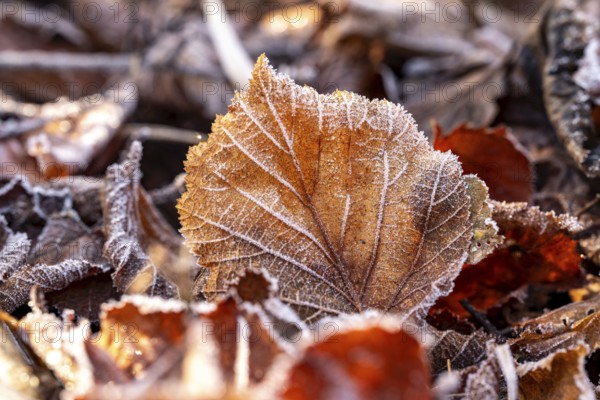 Close-up of an autumnal red-brown coloured, frost-covered leaf of a Common hazel (Corylus avellana), Germany