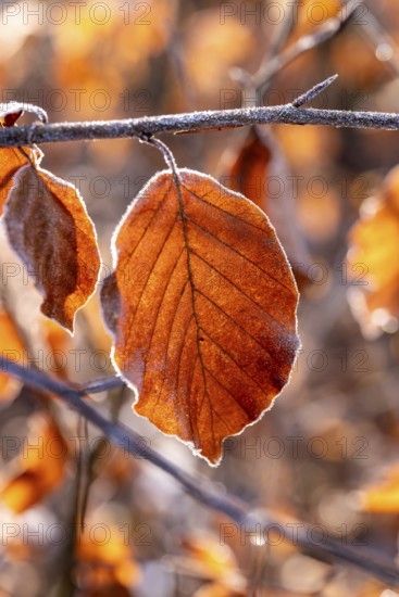 Close-up of an autumnal red-brown coloured leaf of a beech (Fagus) covered with frost in atmospheric backlight, blurred background, Germany