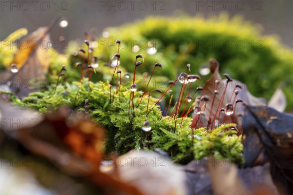 Macro photograph of deciduous moss (Bryophyta) with sporophytes, wetted with water droplets glistening in the light, on the ground of a forest in winter, Germany