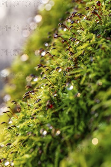 Macro photograph of deciduous moss (Bryophyta) with sporophytes, wetted with water droplets glistening in the light, on the ground of a forest in winter, Germany