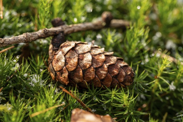 Close-up of the cone of a European larch (Larix decidua) on green lady's moss (Polytrichum commune) in the forest, with remains of thawing snow, Germany