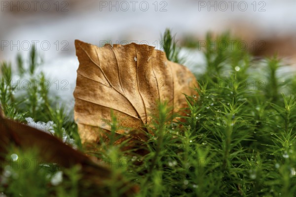Close-up of a beech leaf (Fagus) between green lady's moss (Polytrichum commune) in the forest, with remnants of thawing snow, Germany