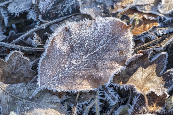 Close-up of a beech leaf (Fagus) covered with frost and ice crystals on the ground of a winter forest, Germany