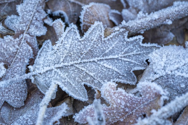 Close-up of an oak leaf (Quercus) covered with frost and ice crystals on the ground of a winter forest, Germany