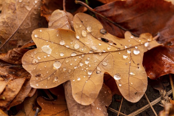 Close-up of the leaf of an oak (Quercus) in autumnal brown colouring on the ground of a forest, wetted with water droplets glistening in the light, Germany