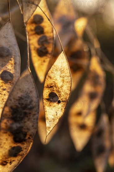 Close-up of the dry seed pods of Perennial honesty (Lunaria rediviva) in autumnal backlight, Germany
