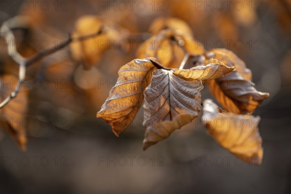 Close-up of the branch of a beech (Fagus sylvatica) with autumnal yellow-orange leaves shining in the counter-hole, Germany