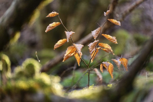 Young beech (Fagus) with dried, golden-brown leaves glowing in the soft forest light, surrounded by blurred, mossy green, Germany