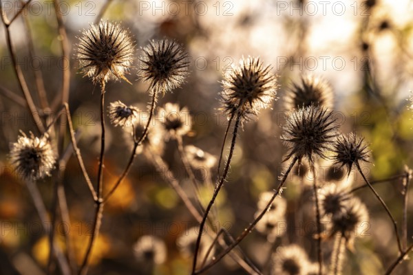 Dry thistles (Echinops) Dry fruiting stems of the hairy teasel (Dipsacus pilosus) glow in autumn backlight, Germany