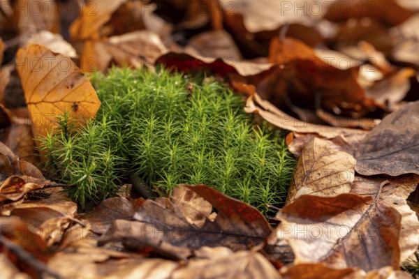 Common haircap moss (Polytrichum commune) grows among old autumn leaves on the forest floor, Germany