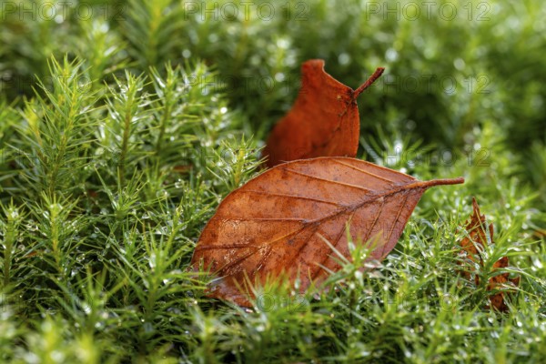 Close-up of autumnal brown coloured leaves on green lady's moss (Polytrichum commune) wetted with water droplets in the forest, Germany