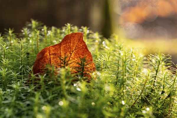 Close-up of an autumnal brown coloured leaf amidst green lady's moss (Polytrichum commune) wetted with water droplets in the forest, Germany