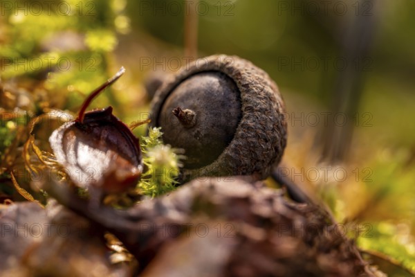Macro photograph of the seed capsule of an oak (Quercus) on the forest floor, Germany